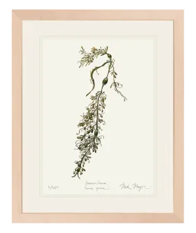 Knotted Wrack Marine Botanical Print